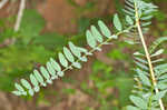 Canadian milkvetch